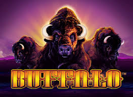 Buffalo